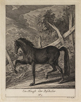 KG 01078
          <br/>
          Entwurf einiger Pferde. Sechster Theil. (18 bladen)
          <br/>
          <em>Ridinger, Johann Elias (1698-1767)</em>